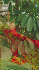 The Rouge Gown
